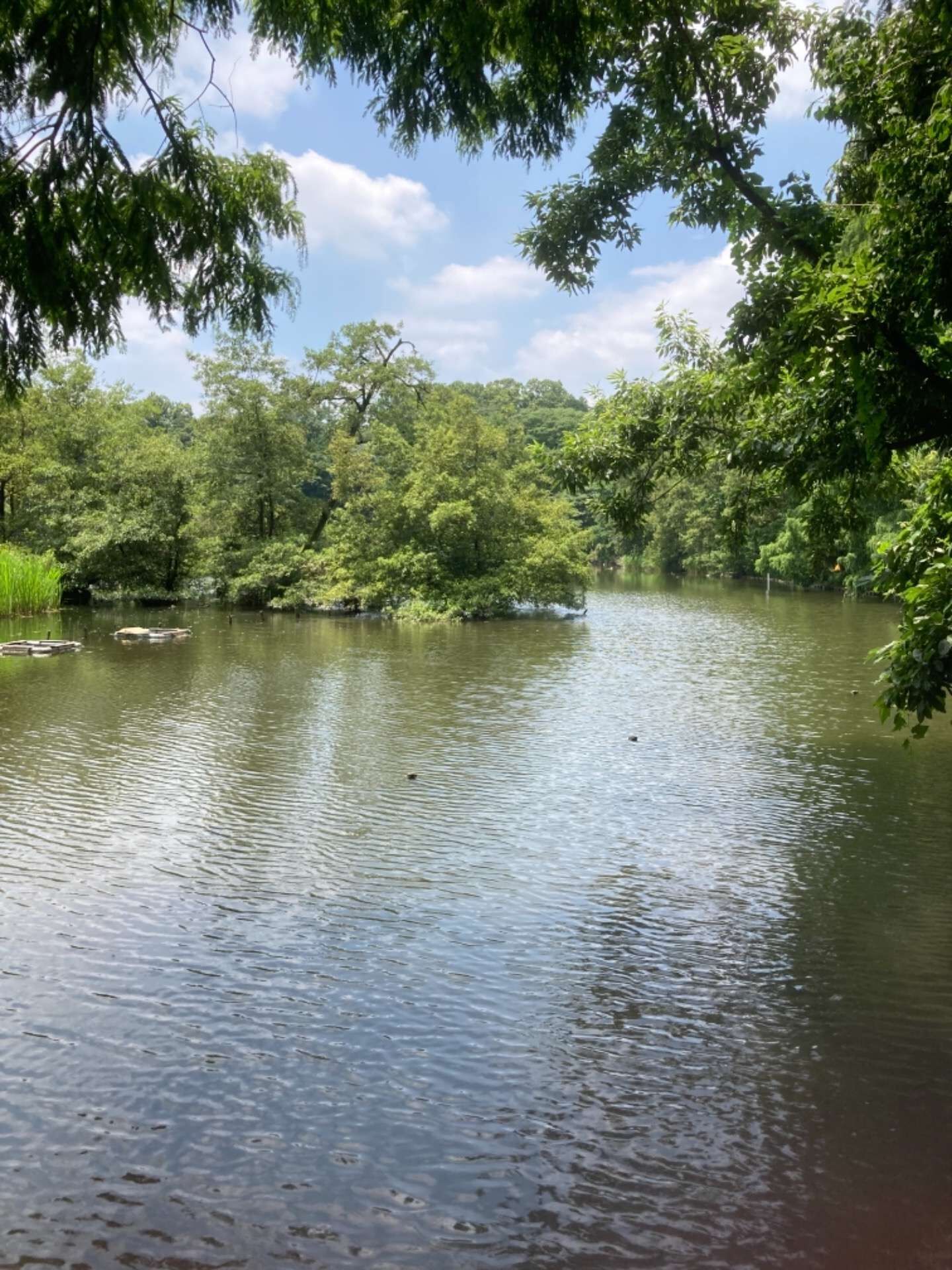 石神井公園でのひととき