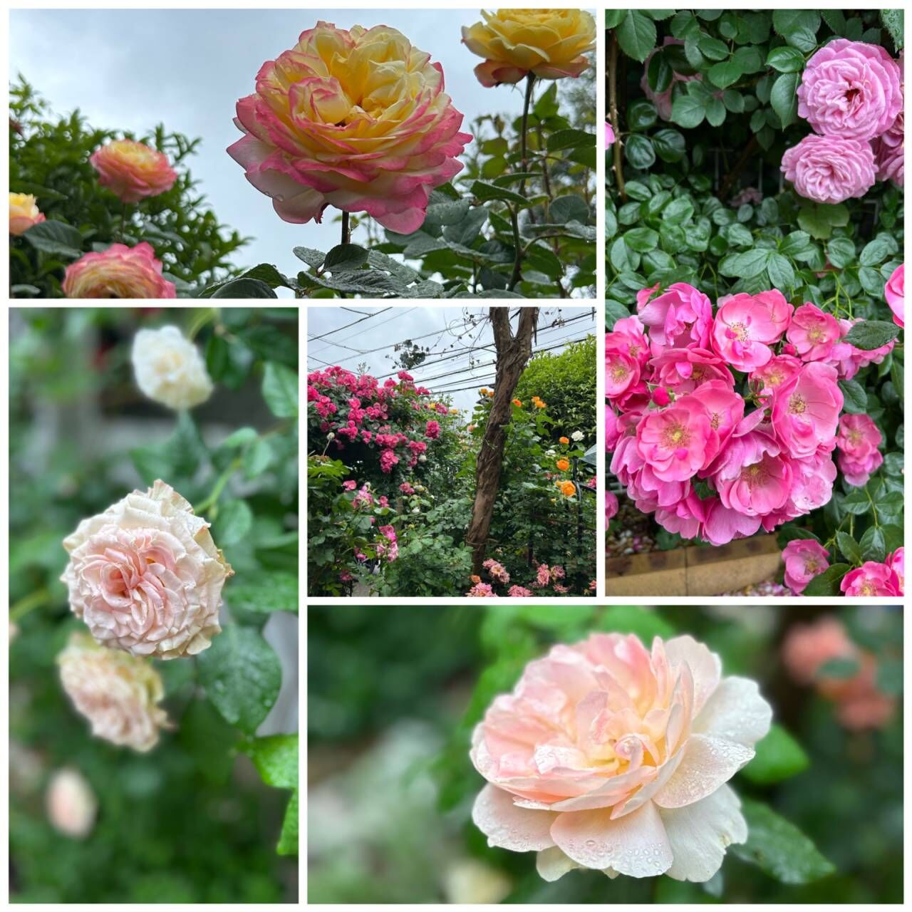 薔薇の会でのミニコンサート